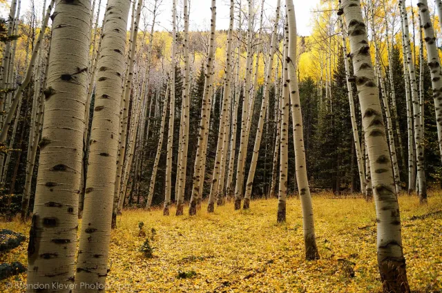 Aspen grove in the forest near Flagstaff, Arizona — the kind of tree-covered lot common in the communities south and north of town