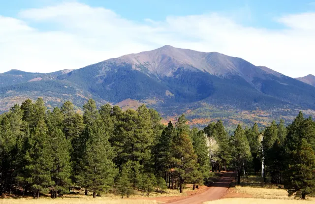 Forest road through ponderosa pines toward the San Francisco Peaks outside Flagstaff, Arizona